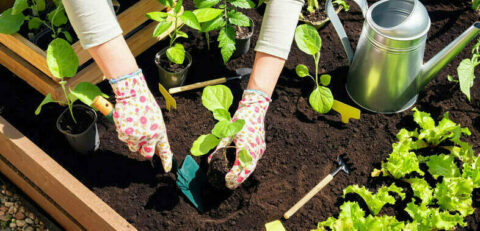 Person planting small plants in a garden bed.