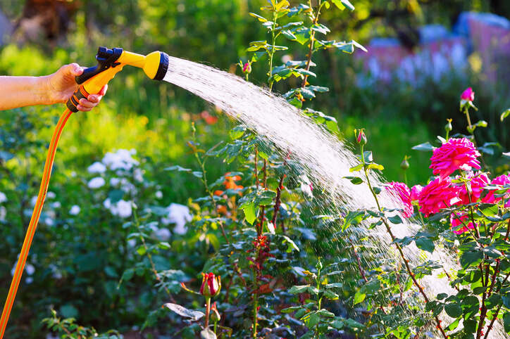 Person watering a garden.