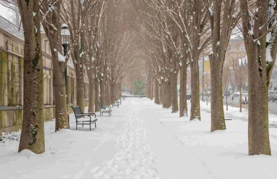 Access Self Storage Princeton, New Jersey Snowy Tree Scene